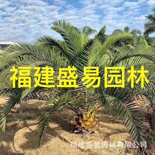 浙江加拿利海枣头加拿利海枣加拿利海枣树加拿利海枣基地