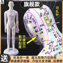 人模背部假人筋络小人刻度初学针灸定位人体穴位模型彩色授课模具