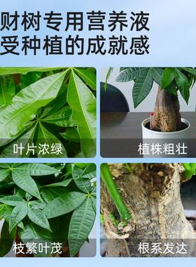 免稀释发财树专用营养液花肥料植物盆栽绿植通用型花卉室内家用