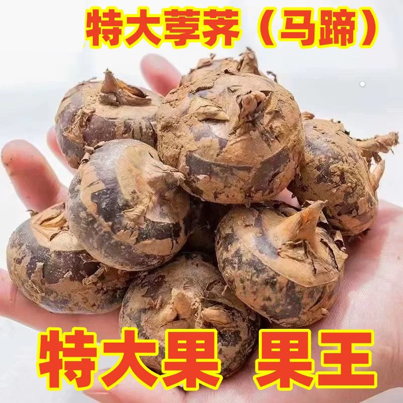 新鲜马蹄荸荠当季水果蔬菜