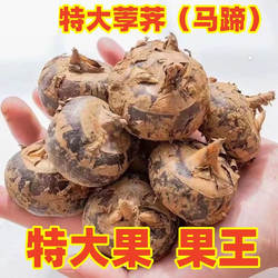 现挖红马蹄湖北特产带泥毛李新鲜蔬菜大个荸荠地栗地梨农家水果