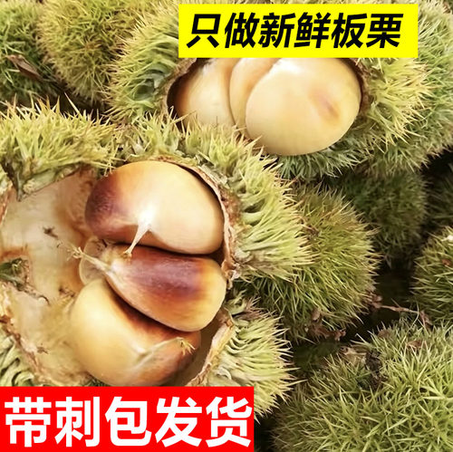 2026新鲜板栗刺球白壳嫩板栗生吃板栗球白皮花壳板栗包蓬生鲜水果