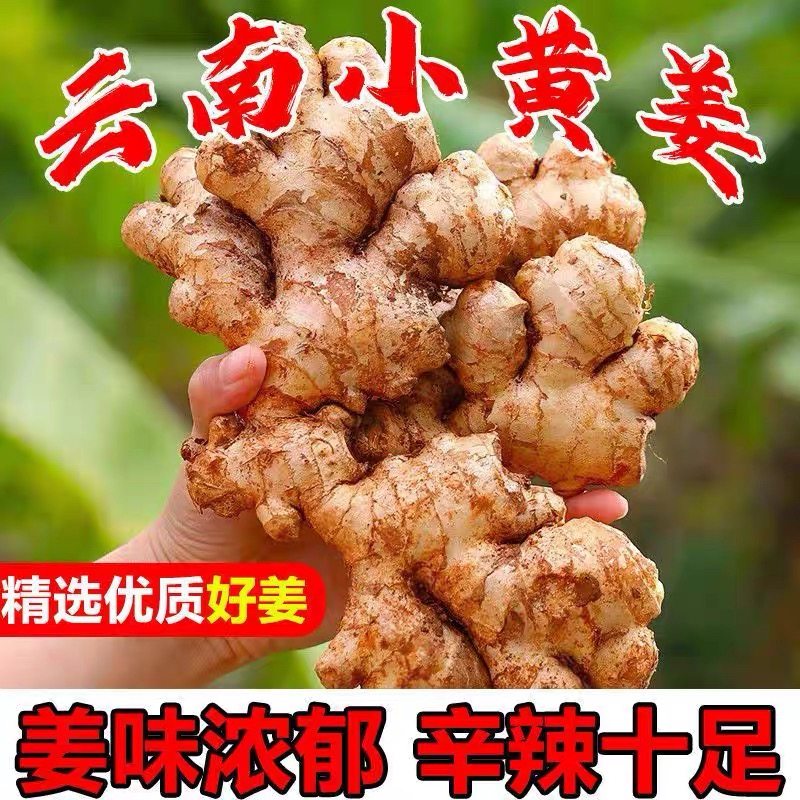 正宗小黄姜高山新鲜生姜老姜现挖云南高山种植沙姜土姜蔬菜现挖