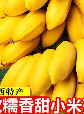 正宗广西小米蕉9斤香蕉新鲜水果整箱当季小香蕉自然熟苹果粉蕉5