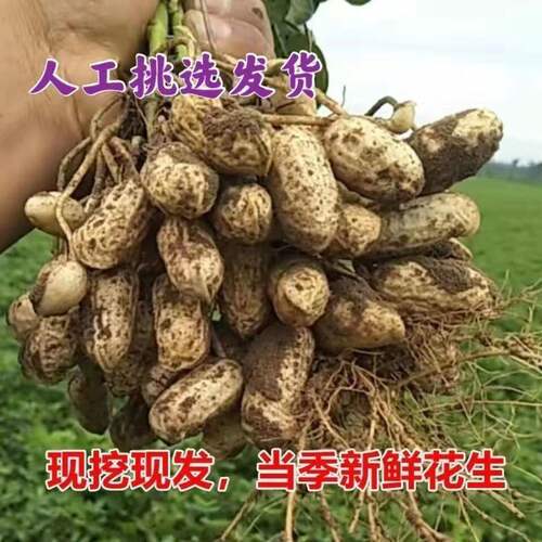 新鲜湿花生农家自种现挖带壳生花生原味红皮带泥鲜花生可水煮花生