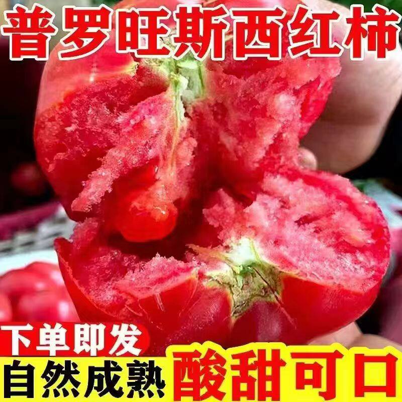 攀枝花西红柿新鲜自然熟高山露天种植农家蔬菜老品种有籽沙瓤番茄