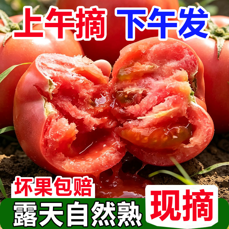沙瓤5斤西红柿新鲜水果自然熟农家老品种生吃普罗旺斯露天大番茄