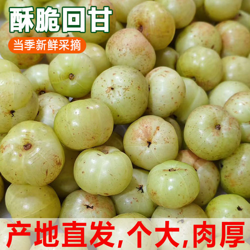 潮汕普宁甜油柑王甜油甘新鲜油柑果牛甘果余甘果柿饼生吃鲜果水果