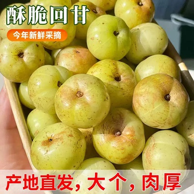 潮汕普宁崩坎甜油甘新鲜油甘果牛甘果余甘果滇橄榄甜种柿饼甜油柑