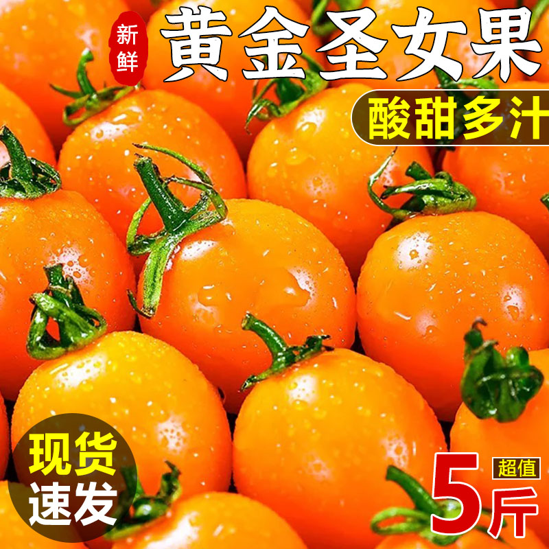 【现摘番茄】黄色圣女果农家小番茄非千禧樱桃水果小柿子整箱10