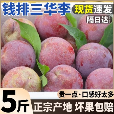 正宗钱排三华李新鲜李子5斤当季水果现摘整箱红心三月李大果包邮3