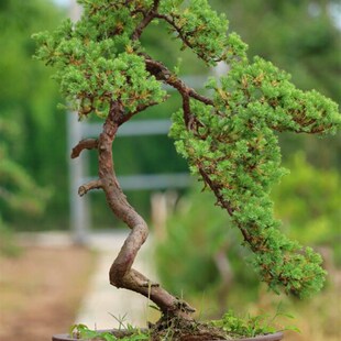 极速微型盆景地柏 刺柏 松柏类树桩盆景另售罗汉松V黄杨黑松五针