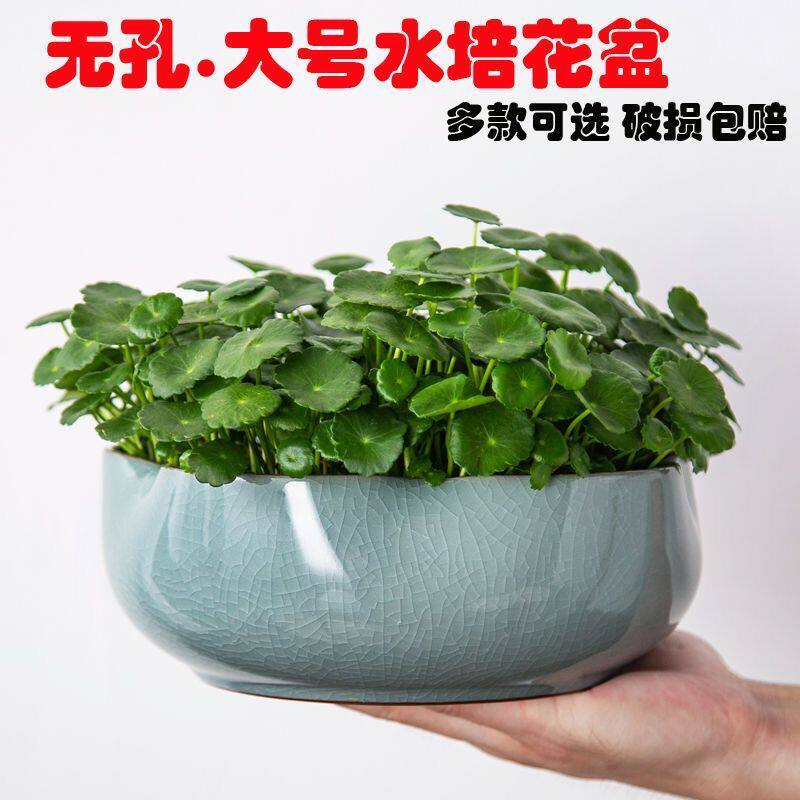 新品铜钱草水培花盆紫p砂特价大口径无孔陶瓷创意睡莲绿萝水仙水