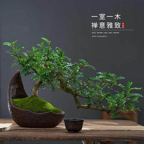 极速清香胡椒g木老桩悬崖临水造型盆景室内驱蚊植物茶室净化空气,鲜花速递/花卉仿真/绿植园艺,造型盆景,淘宝优惠券,粉丝福利购,淘宝优惠卷