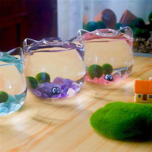 极速厂家幸福marimo海藻球微景观创意新L奇植物桌面小鱼缸生态瓶