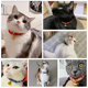新品 猫咪项圈带铃铛颈圈和风手工猫E项圈猫项链猫铃铛猫链猫牌用