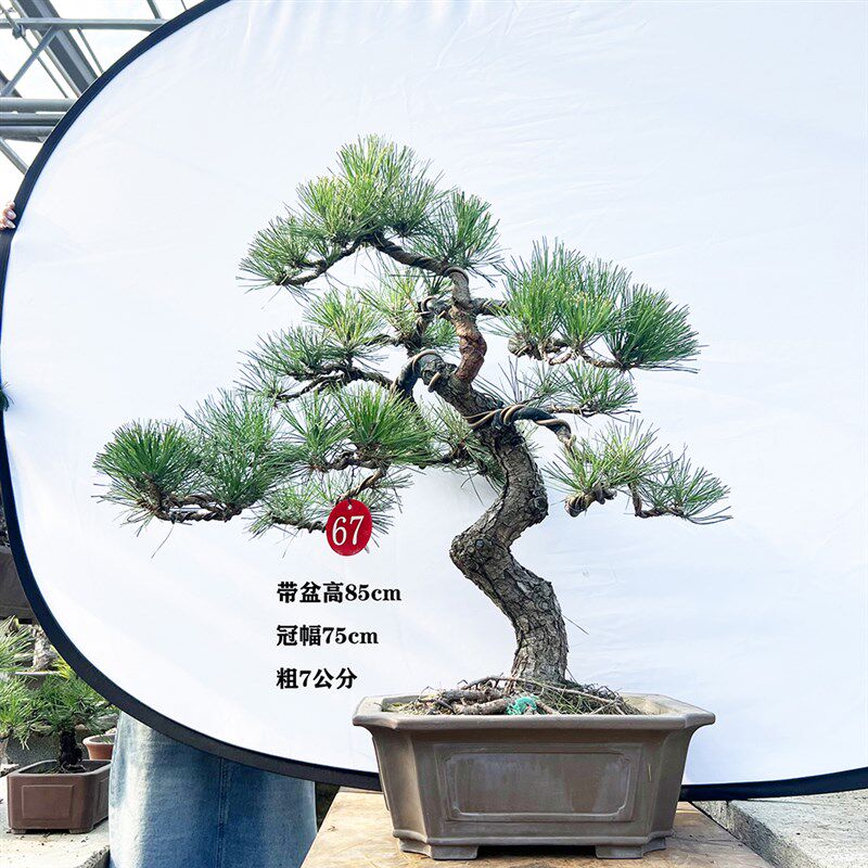 新品新黑松盆景造型黑松y庭院客厅迎客松盆景松树盆景品