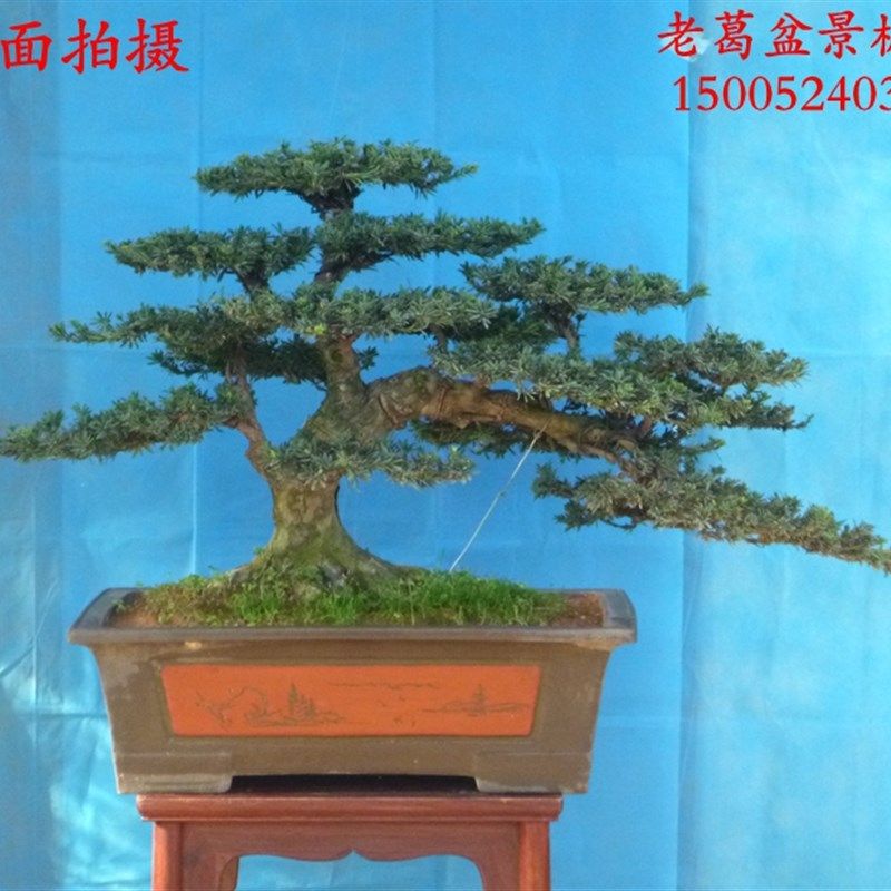 极速临水式米叶罗汉松盆景树桩K实物 独特米罗造型,鲜花速递/花卉仿真/绿植园艺,造型盆景,淘宝优惠券,粉丝福利购,淘宝优惠卷