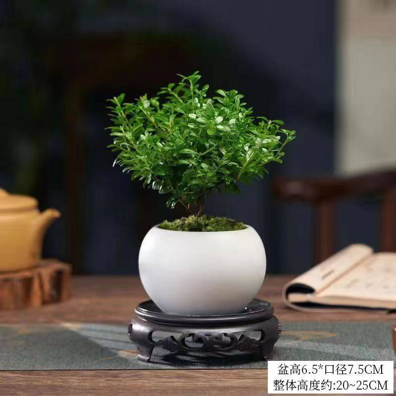 极速雾松盆栽植物室内四季u常青绿植好养易活阳台办公室桌面绿色,鲜花速递/花卉仿真/绿植园艺,绿植,淘宝优惠券,粉丝福利购,淘宝优惠卷