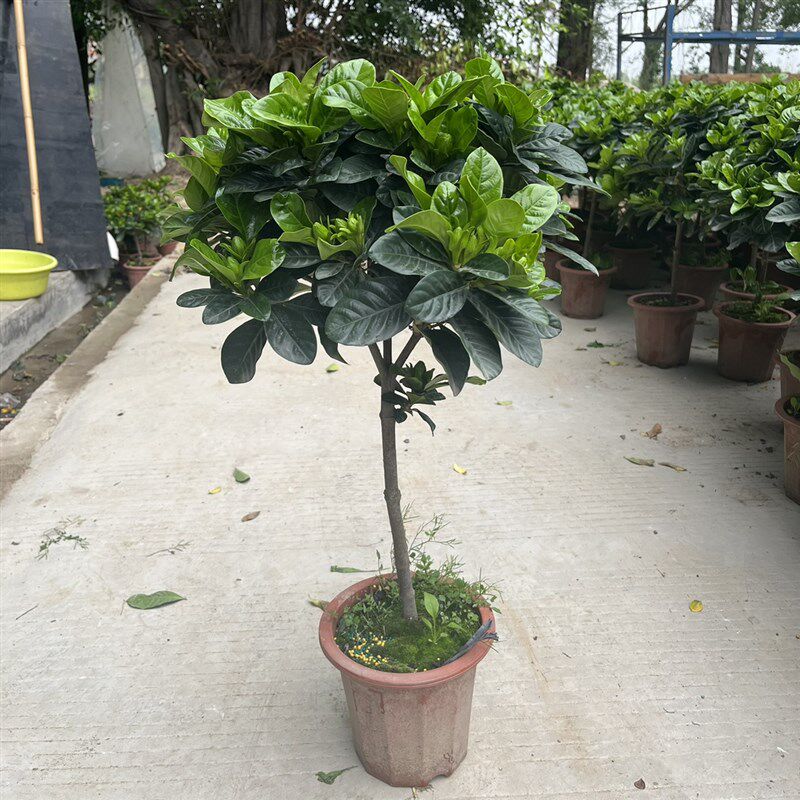 新品独杆大叶老桩棒棒糖栀子花四季开花室内室外花卉清.香型绿植