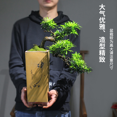 新品新罗汉松悬崖造型老s桩室内迎客松盆景真树办公室客厅玄关新