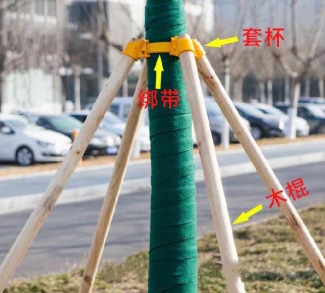 架圆柱木架扶植绿色铁架拉紧栽树收紧园艺我要买杆园林固定器去r