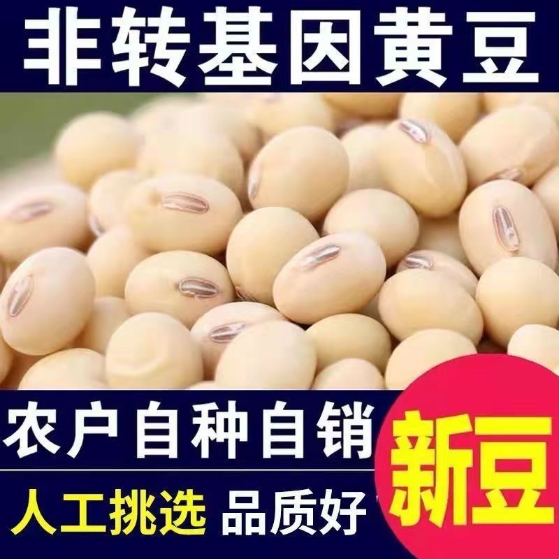 今年新豆】椭圆黄豆超香农家自种土黄豆椭圆黄豆打豆浆做豆腐批发