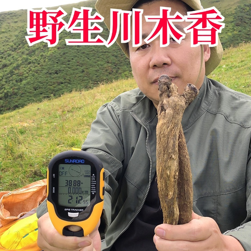 阿坝州纯野生川木香500g中药材比广木香好当香料香水可打粉扩木香