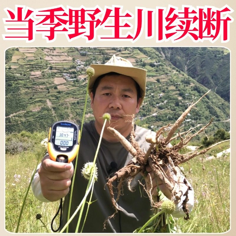 藏地野生川续断中药材道地正品新货无硫泡水喝的功效穿续断茶片