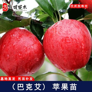 嫁接巴克艾苹果树苗早熟嘎啦苹果苗北方庭院盆地栽种植当年结果