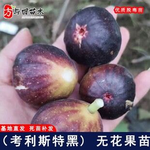 考利斯特黑无花果树苗特大黑色无花果苗盆栽地栽庭院种植当年结果