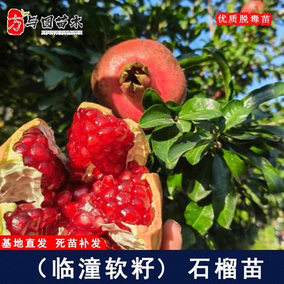 抗寒特大陕西临潼石榴树苗北方庭院嫁接硬籽甜果老桩果树盆栽