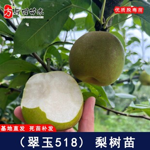 嫁接翠玉梨树果苗早熟脆梨树苗518庭院盆栽地栽南北方种当年结果