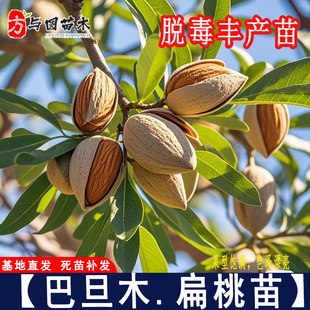 嫁接巴旦木树苗甜巴旦姆美国大杏仁扁桃苗纸皮薄壳巴达木果树果苗