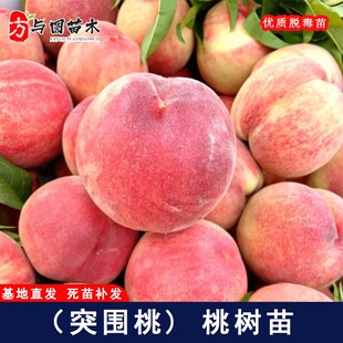 嫁接突围桃树苗早熟中桃3号桃苗春美水蜜桃树盆地栽种植当年结果