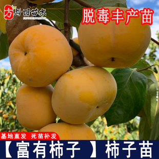 嫁接日本富有甜柿树苗南北方庭院地栽甜脆柿子盆栽种植当年结果苗