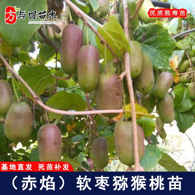 嫁接赤焰软枣猕猴桃树苗红心软枣子奇异莓猕猴桃果树猕猴桃树果苗