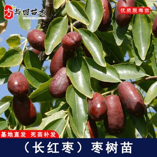 嫁接宁夏灵武长枣枣树活苗脆甜冬枣苗超耐寒北南方种植当年结果