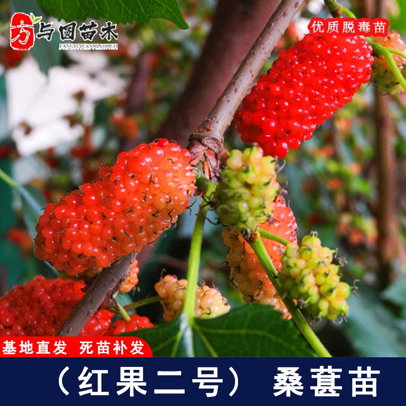 嫁接红果二号桑葚树苗四季果桑苗盆栽地栽种植2号甜桑树当年结果