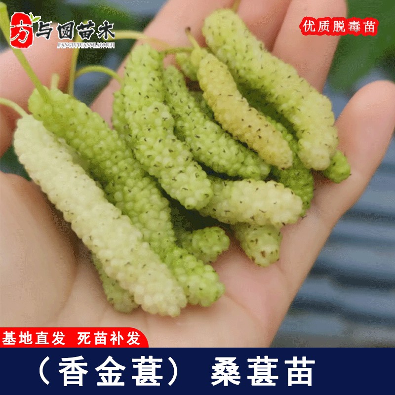 嫁接香金葚桑葚树苗长白桑金香蜜白色长果桑盆栽地栽种植当年结果