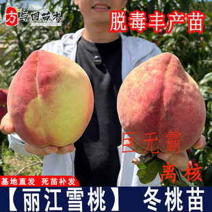 新品种巨无霸丽江雪桃树苗11月成熟晚熟离核脆甜桃苗南北方种植