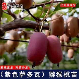 嫁接紫色萨多瓦软枣子猕猴桃苗耐寒爬藤猕猴桃盆栽地栽苗当年结果