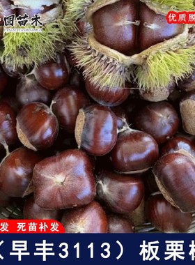 嫁接燕山早丰3113板栗树果苗早熟甜栗子树南北方盆栽地栽当年结果