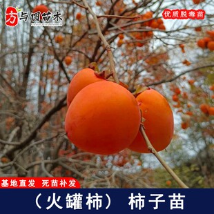 临潼火罐柿子树苗红灯笼柿子苗树庭院北方南方种植当年结果果树苗