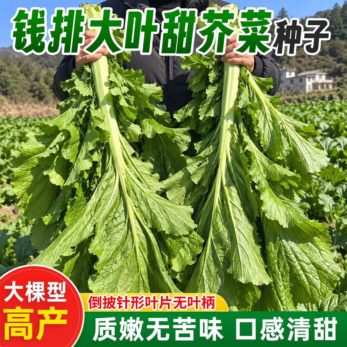 正宗钱排芥菜农家蔬菜种子耐寒好种耐寒速生丰产多次采收腌菜煲汤