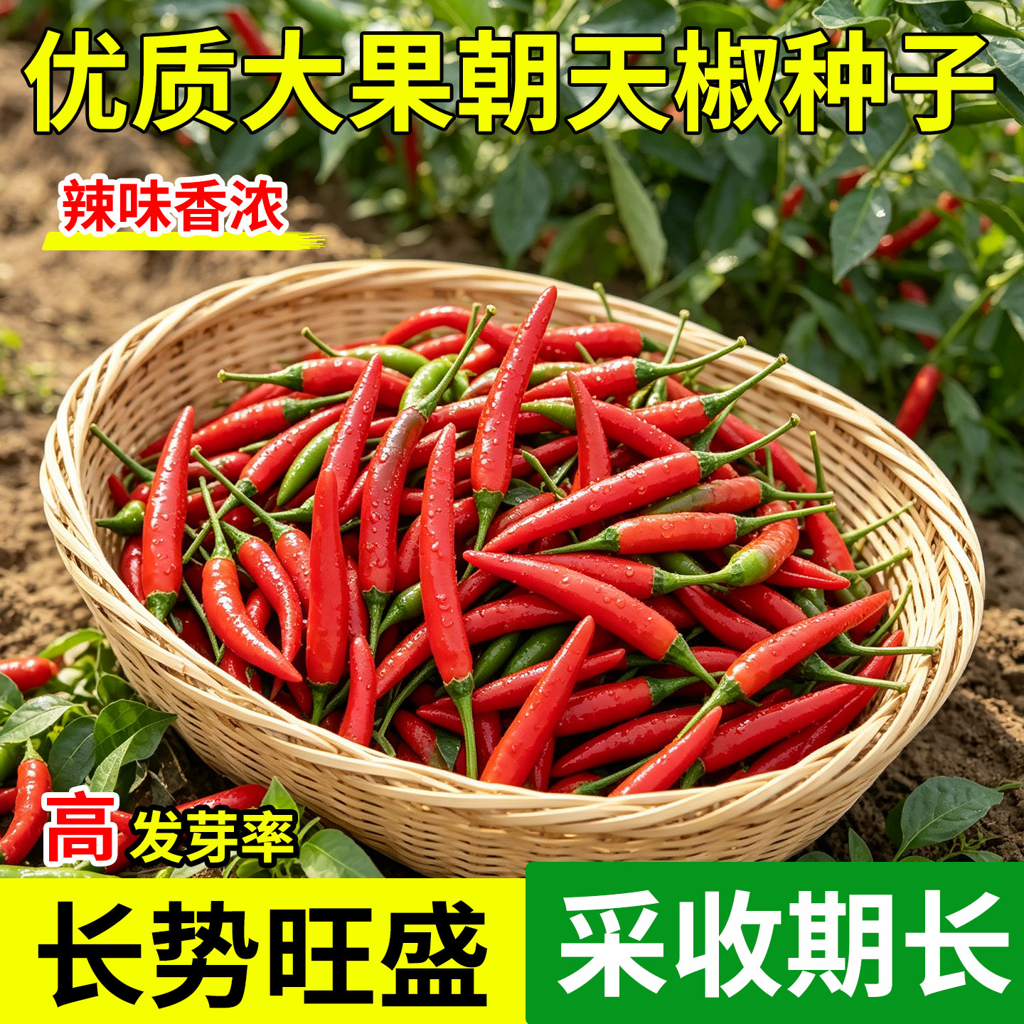 春夏播种红米辣种子香浓高产耐热