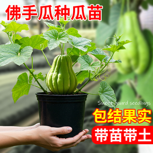 佛手瓜种瓜苗扶手瓜种植苗种苗新鲜有机农家蔬菜秧苗阳台庭院植物