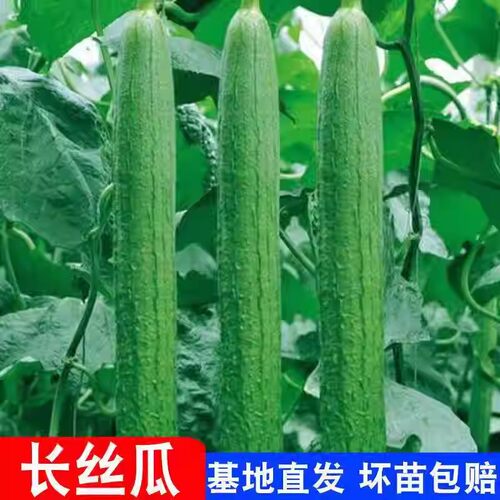 长丝瓜苗四季播种夏季开花高产易种蔬菜苗基地直发蔬菜种孑秧苗