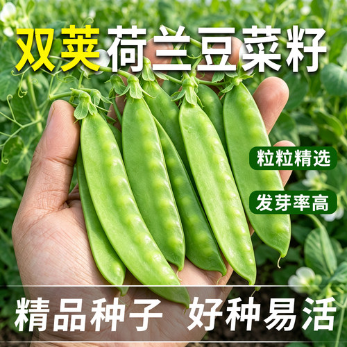 矮生甜脆荷兰豆种子早熟高产抗病