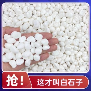 鹅卵石天然雨花石小白石子多肉铺面石盆栽花盆养花水培白色石头